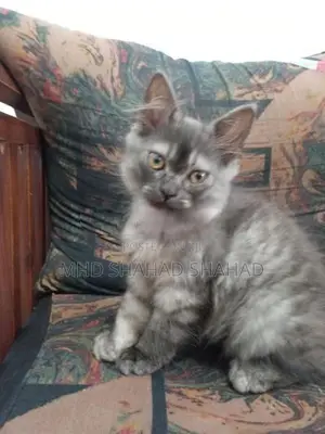 Persian Cat