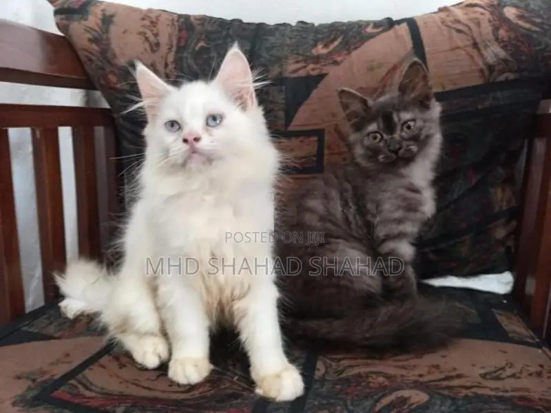 Persian Cat