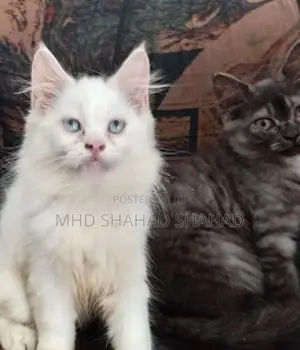 Persian Cat
