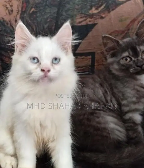 Persian Cat