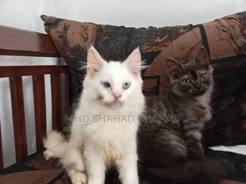 Persian Cat