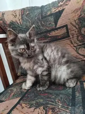 Persian Cat