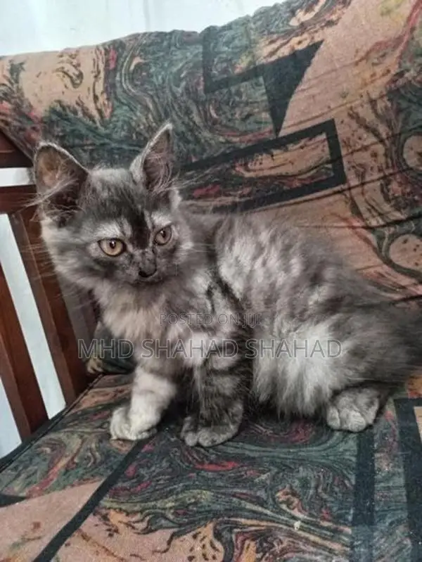 Persian Cat