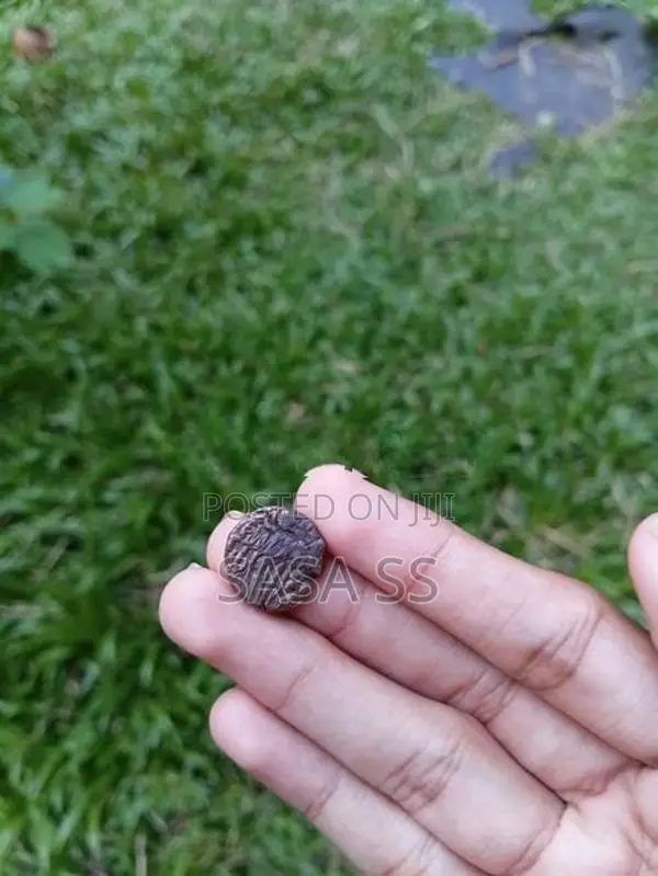 Old Chola Era Coin