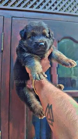 German Shepherd Long Coat Puppy