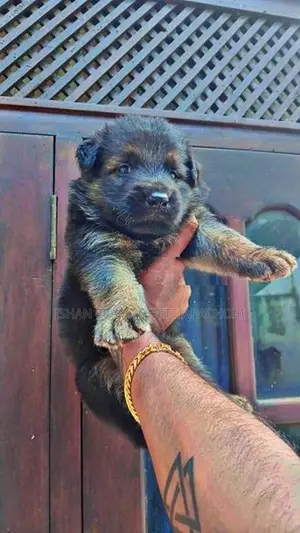 German Shepherd Long Coat Puppy