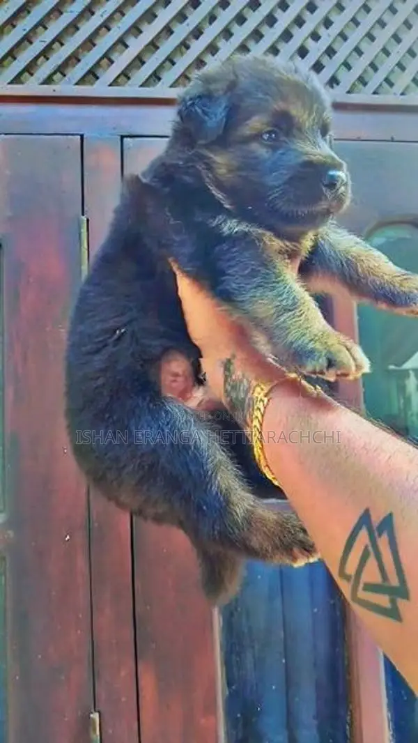 German Shepherd Long Coat Puppy