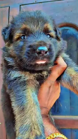 German Shepherd Long Coat Puppy