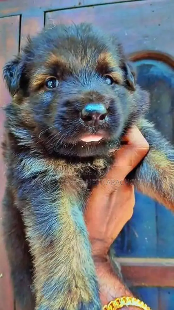 German Shepherd Long Coat Puppy