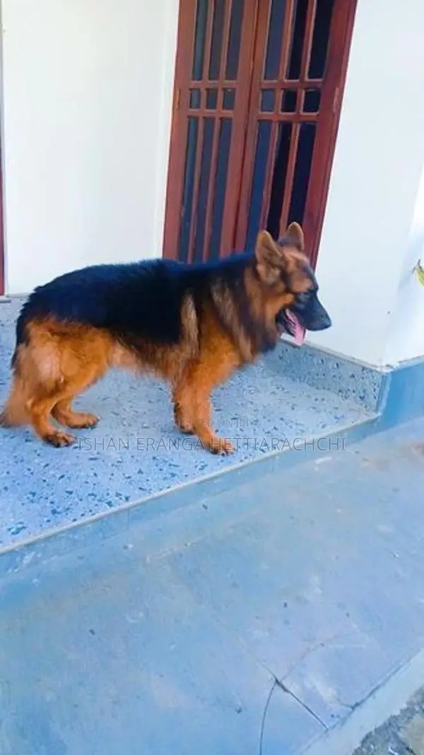 German Shepherd Long Coat Puppy