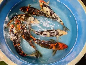 Koi Carp