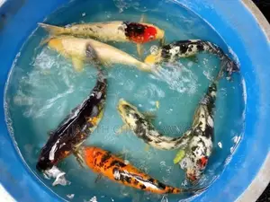 Koi Carp