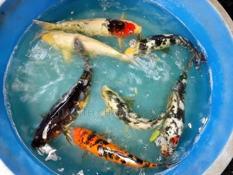 Koi Carp