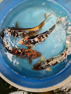Koi Carp