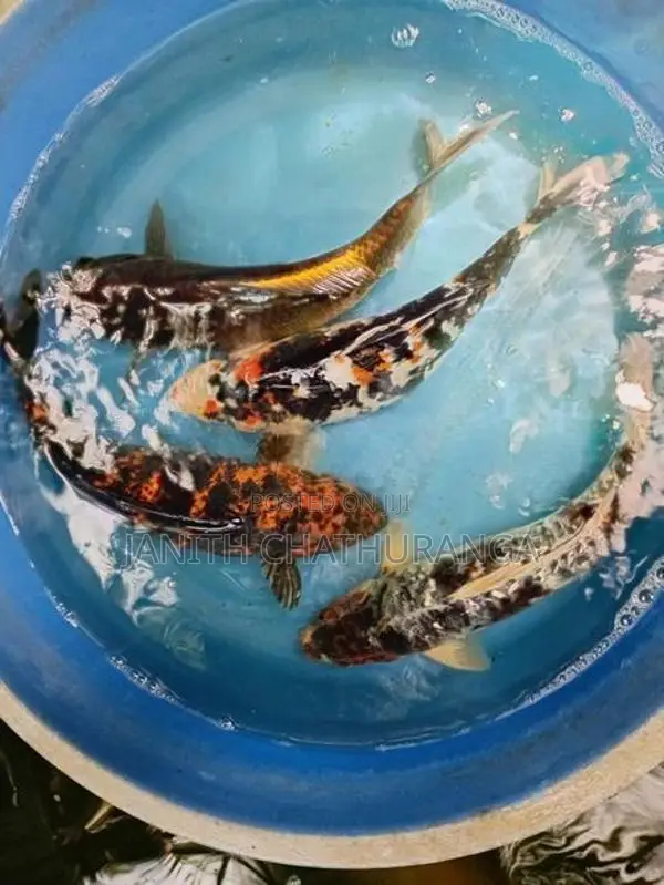 Koi Carp