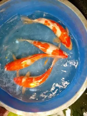 Koi Carp
