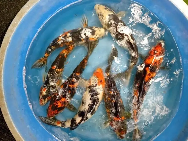 Koi Carp