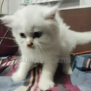 Pure Persian White Cat