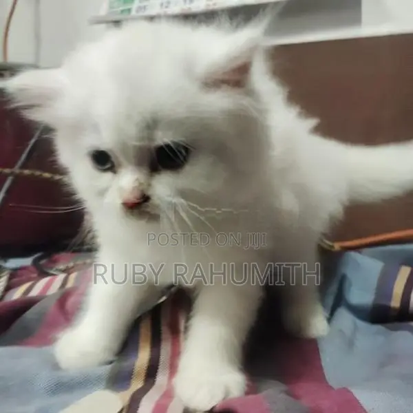 Pure Persian White Cat