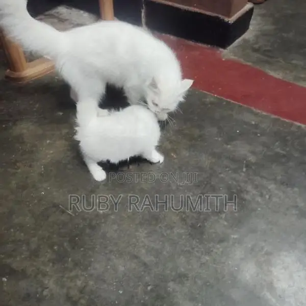 Pure Persian White Cat