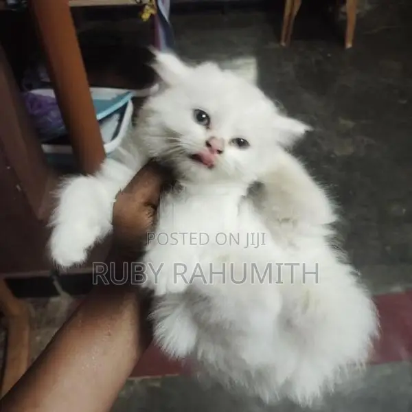 Pure Persian White Cat