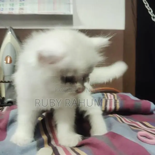 Pure Persian White Cat