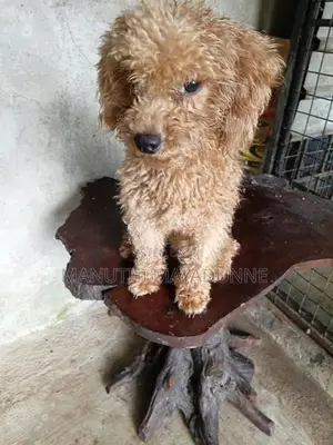 Poodle Female Dog