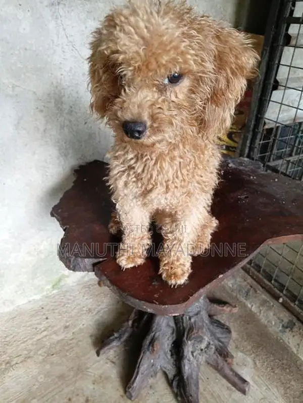 Poodle Female Dog