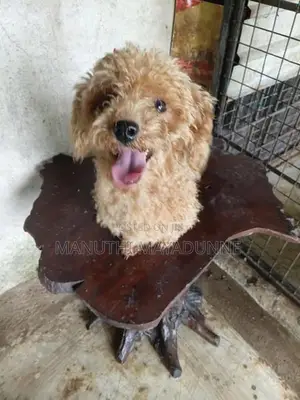 Poodle Female Dog