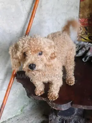 Poodle Female Dog
