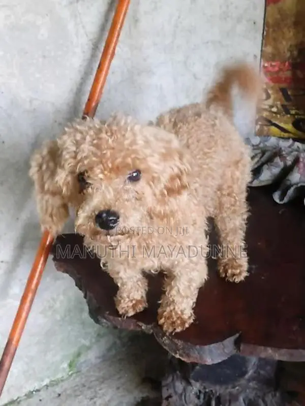 Poodle Female Dog