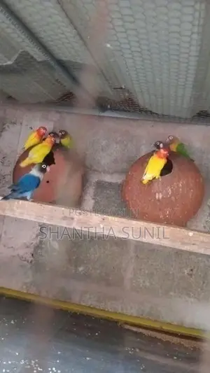 African Love Birds