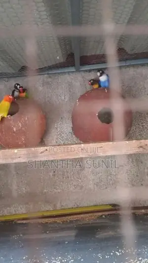 African Love Birds