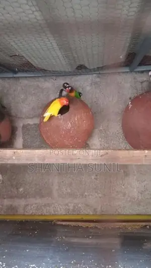 African Love Birds