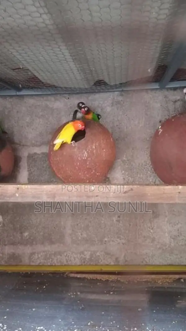 African Love Birds