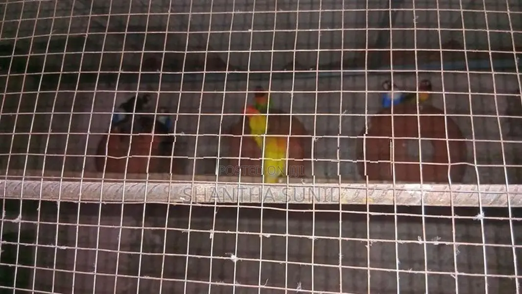 African Love Birds