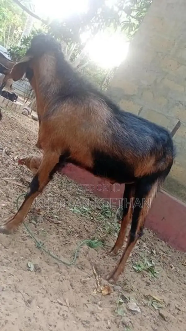 ஆடுகள்