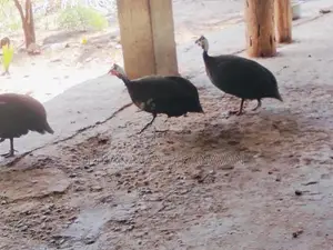 கினி கோழி