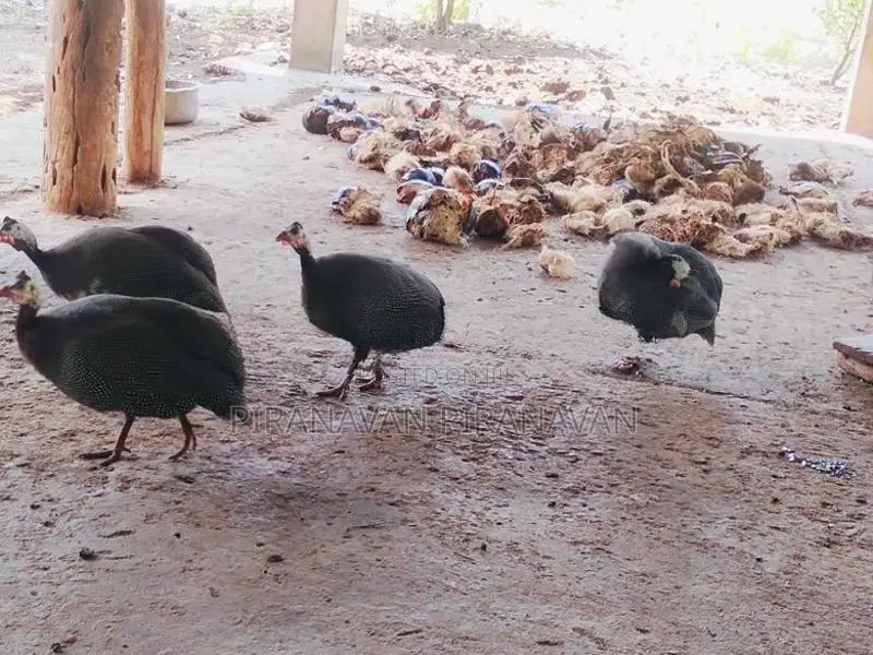 கினி கோழி