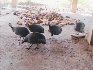 கினி கோழி