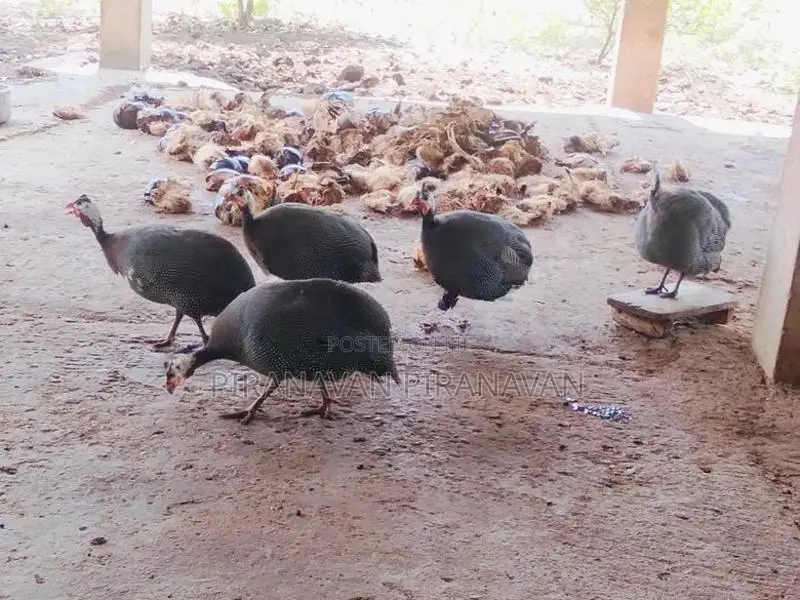 கினி கோழி