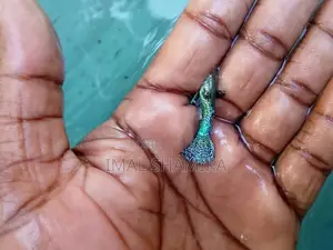 Guppy Fish