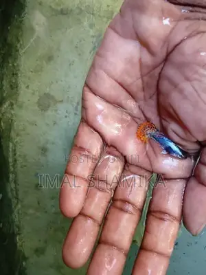 Guppy Fish