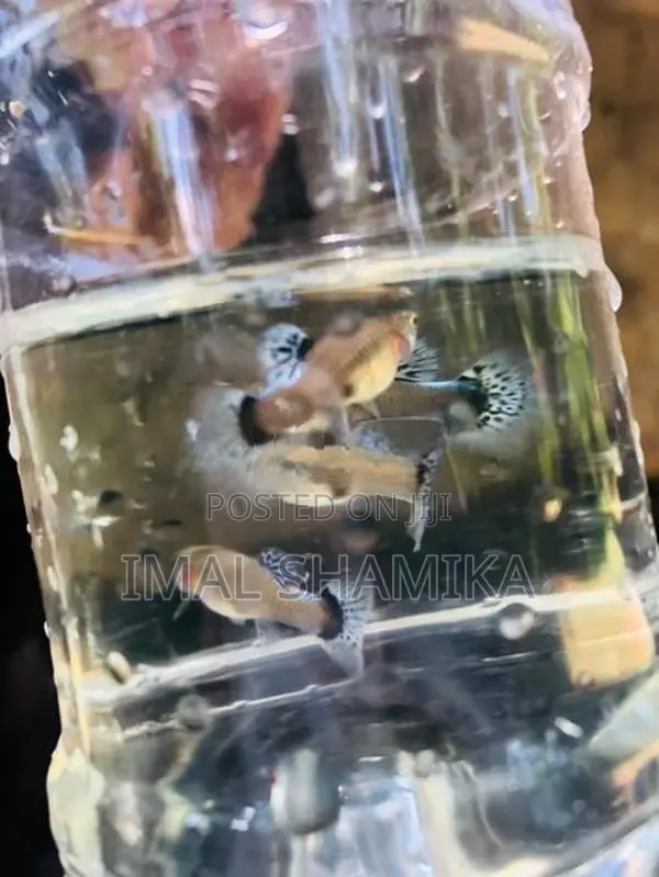 Guppy Fish