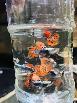 Guppy Fish