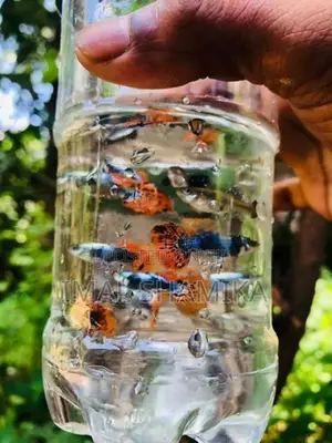 Guppy Fish