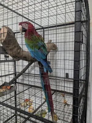 Macaw Birds