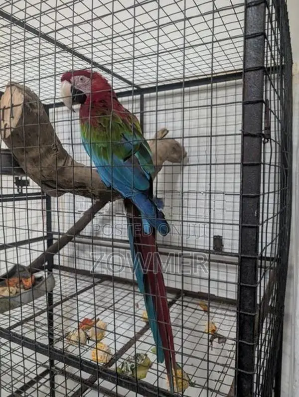 Macaw Birds