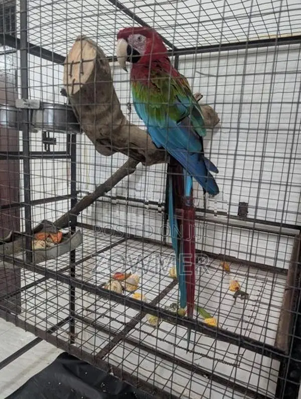 Macaw Birds