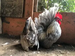 OEG Bantam